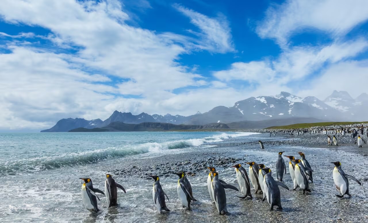 King penguins on South Georgia beach — one of the largest colonies in the world